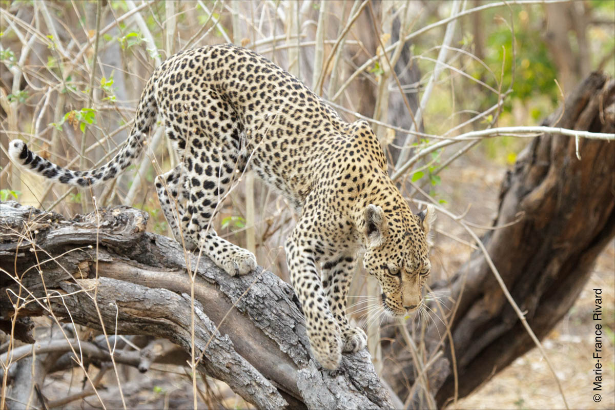 Leopard in Moreni Game reserve  by Marie-France and Denis Rivard ©